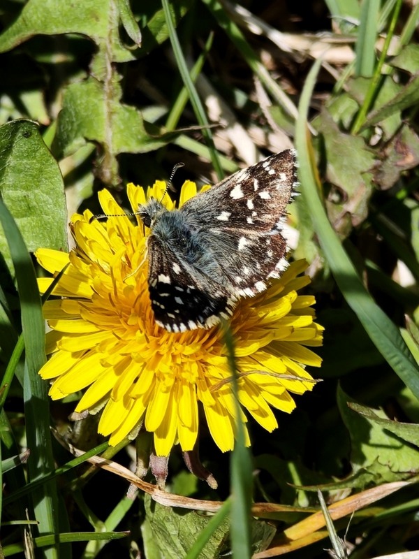 Фотографія Макро / Рабенко Дмитро / photographers.ua