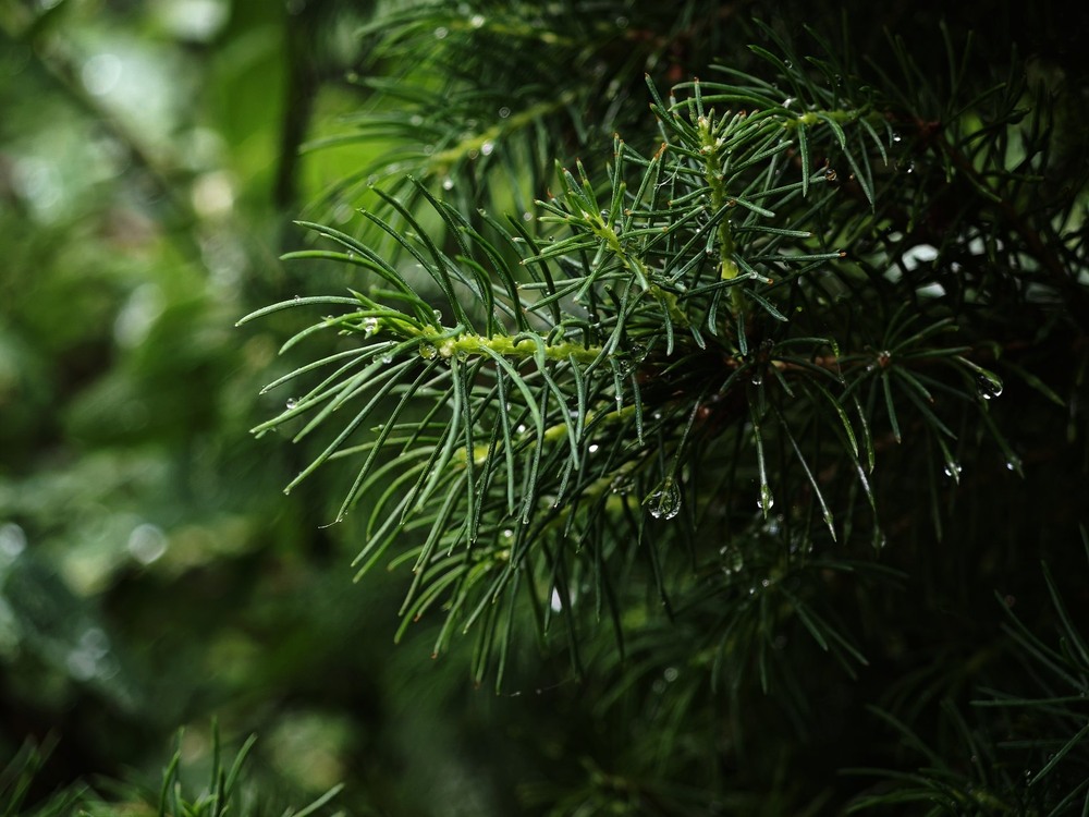 Фотографія Макро / Рабенко Дмитро / photographers.ua