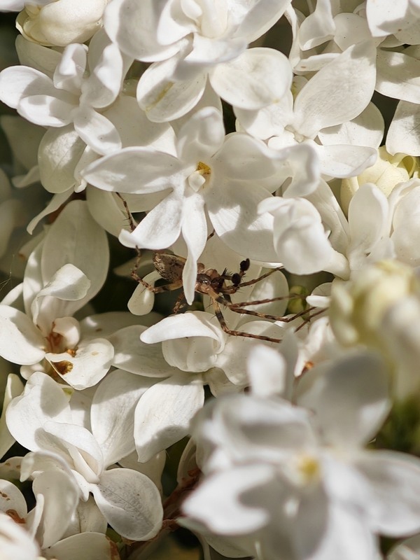 Фотографія Макро / Рабенко Дмитро / photographers.ua