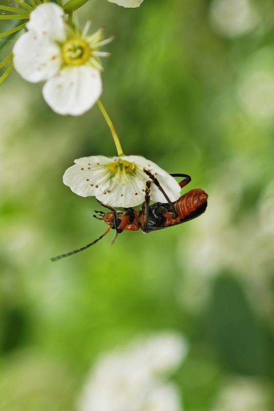 Фотографія Макро / Рабенко Дмитро / photographers.ua