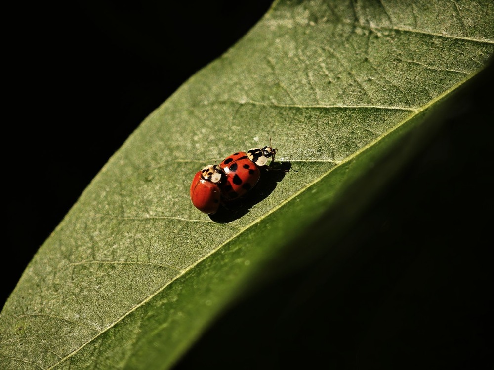 Фотографія Макро / Рабенко Дмитро / photographers.ua