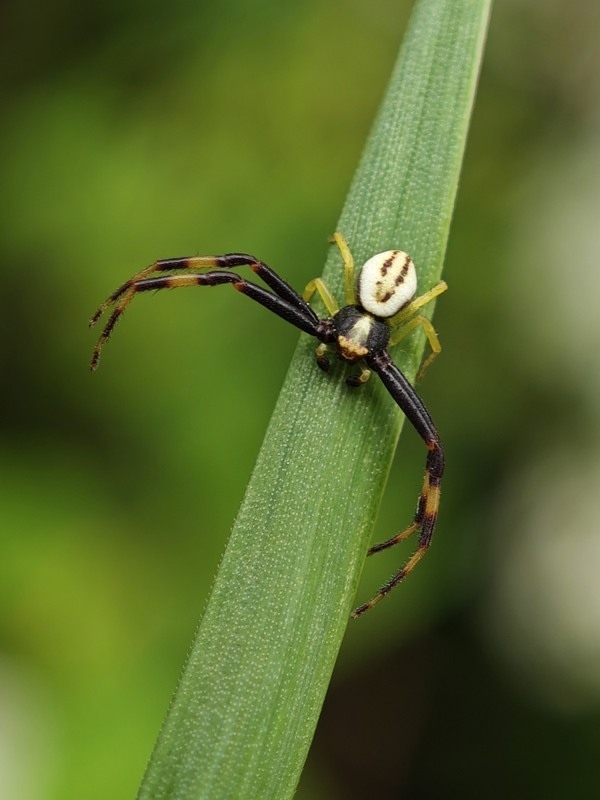 Фотографія Макро / Рабенко Дмитро / photographers.ua