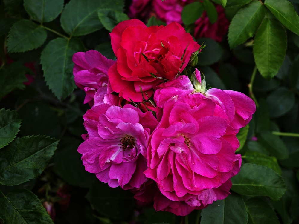 Фотографія Разное / Рабенко Дмитро / photographers.ua