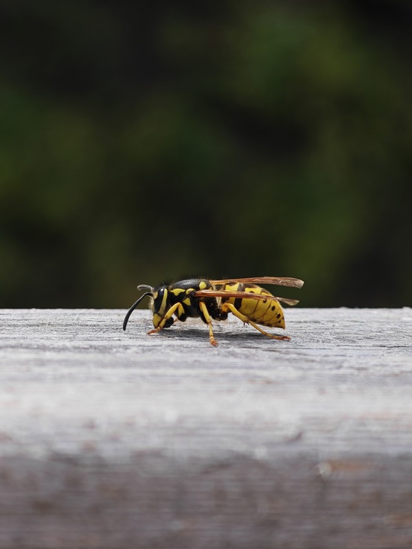 Фотографія Макро / Рабенко Дмитро / photographers.ua