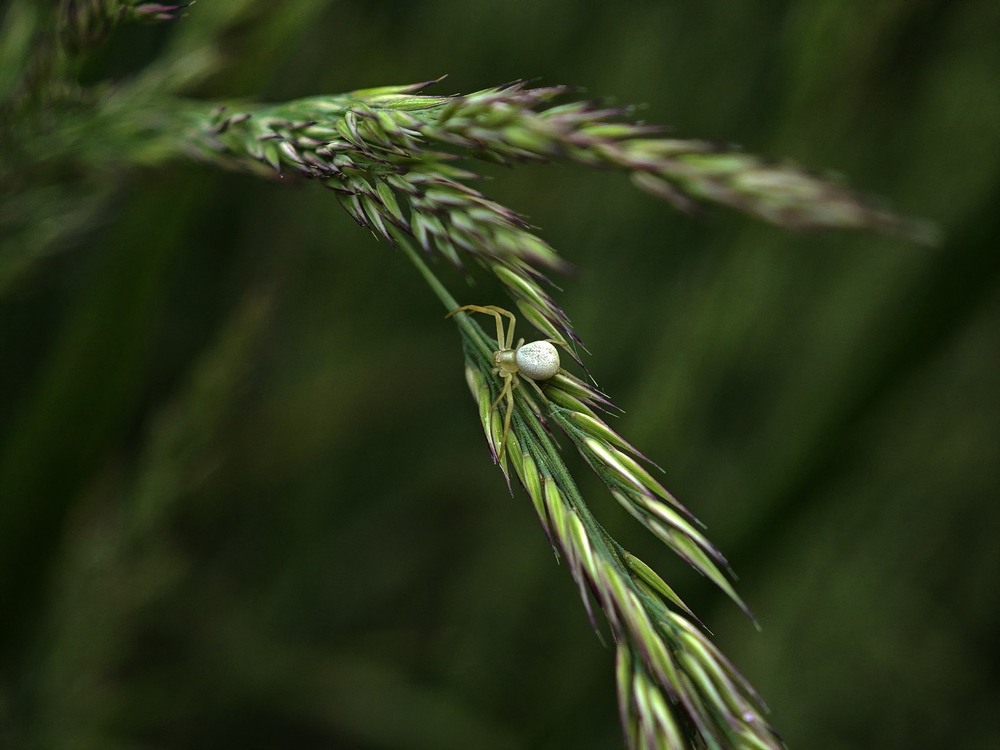Фотографія Макро / Рабенко Дмитро / photographers.ua