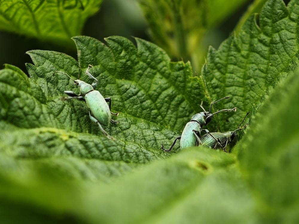 Фотографія Макро / Рабенко Дмитро / photographers.ua