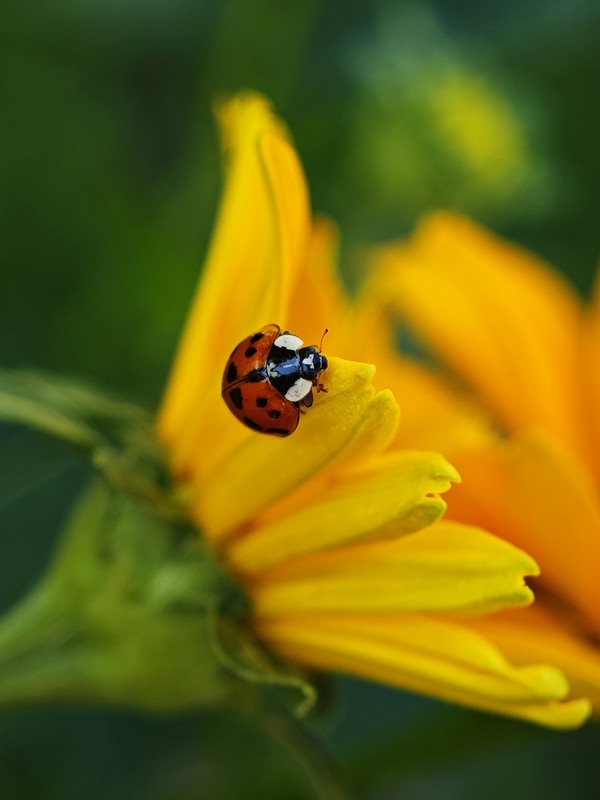 Фотографія Макро / Рабенко Дмитро / photographers.ua