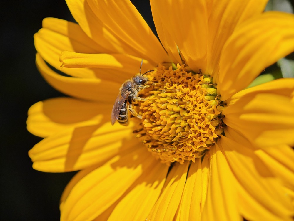 Фотографія Макро / Рабенко Дмитро / photographers.ua
