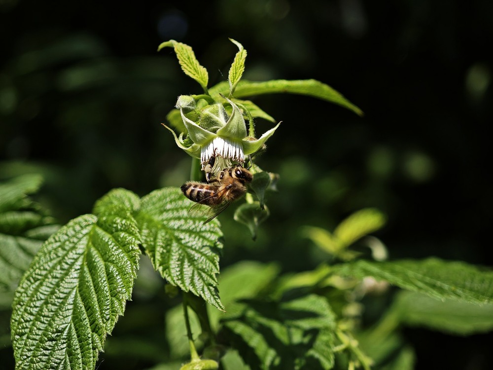 Фотографія Макро / Рабенко Дмитро / photographers.ua