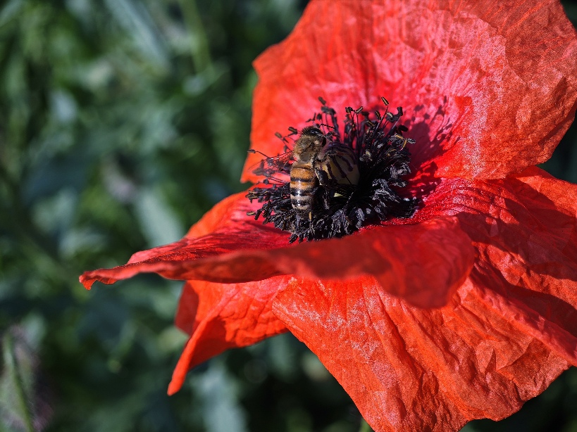 Фотографія Макро / Рабенко Дмитро / photographers.ua