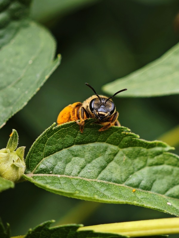 Фотографія Макро / Рабенко Дмитро / photographers.ua