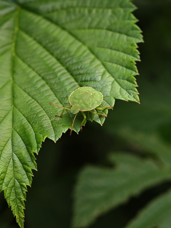 Фотографія Макро / Рабенко Дмитро / photographers.ua