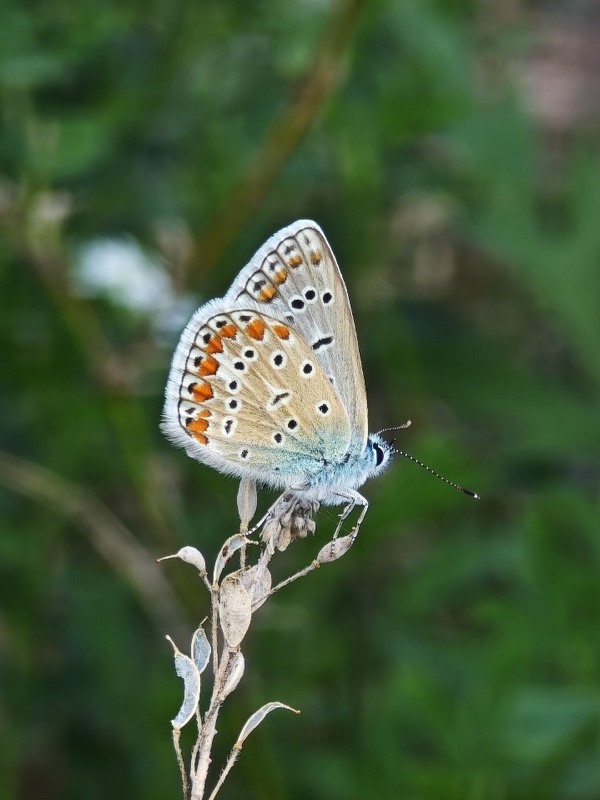 Фотографія Макро / Рабенко Дмитро / photographers.ua