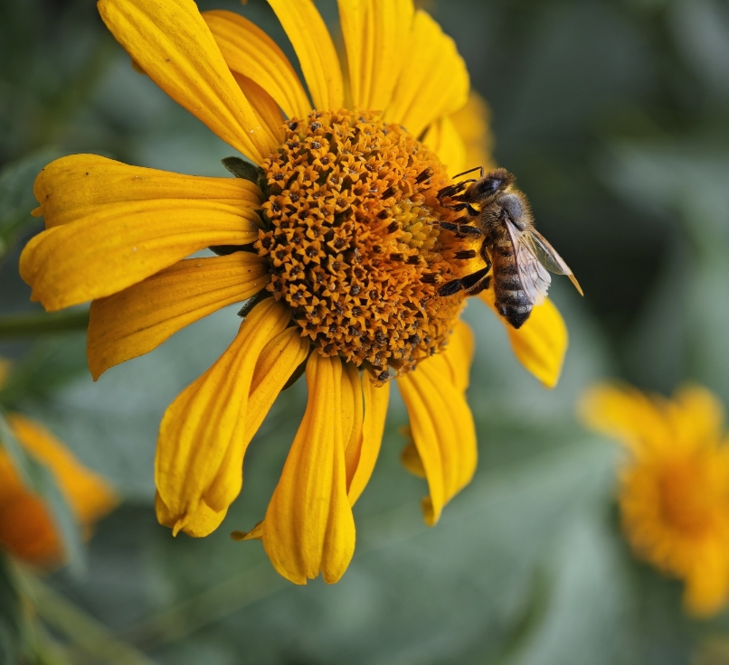Фотографія Макро / Рабенко Дмитро / photographers.ua