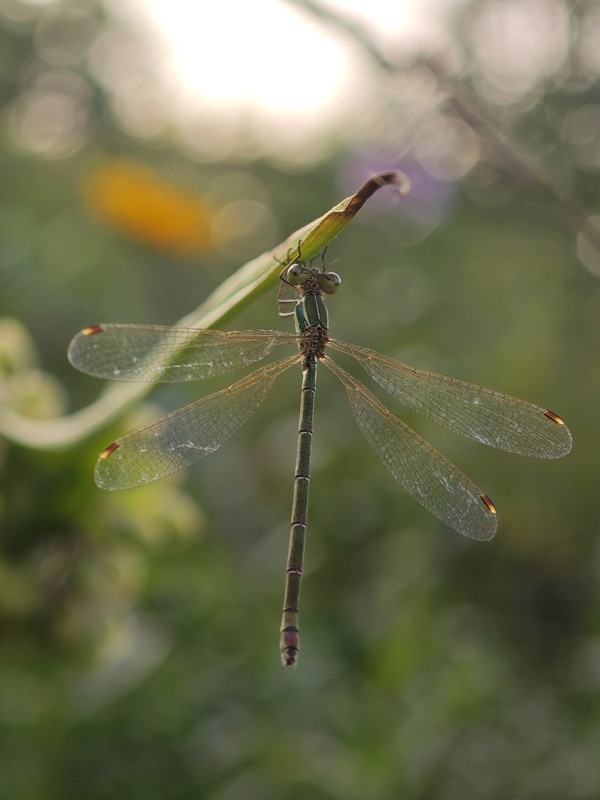 Фотографія Макро / Рабенко Дмитро / photographers.ua