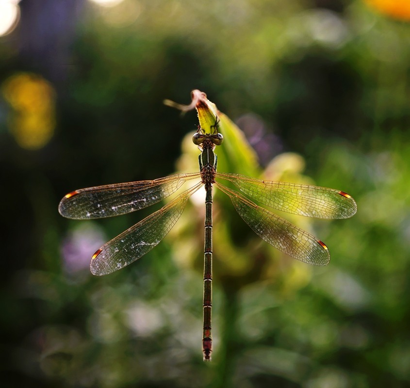 Фотографія Макро / Рабенко Дмитро / photographers.ua