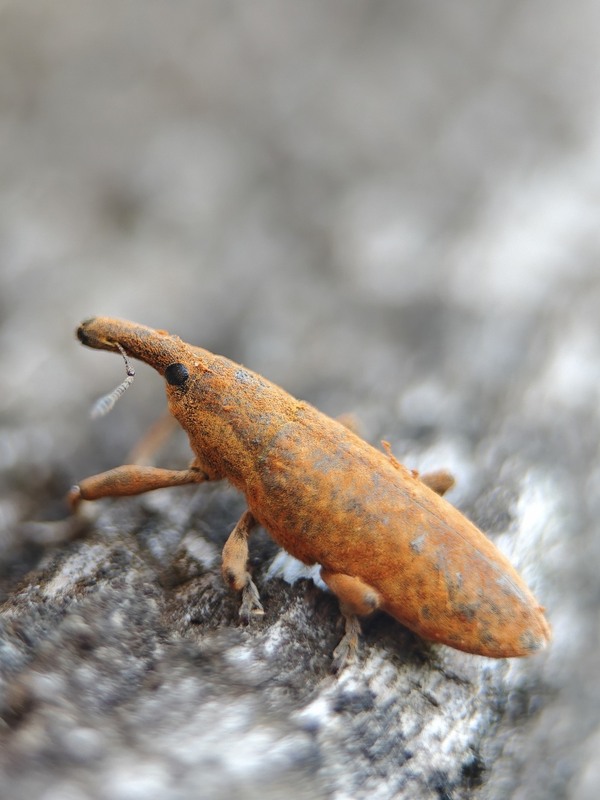 Фотографія Макро / Рабенко Дмитро / photographers.ua