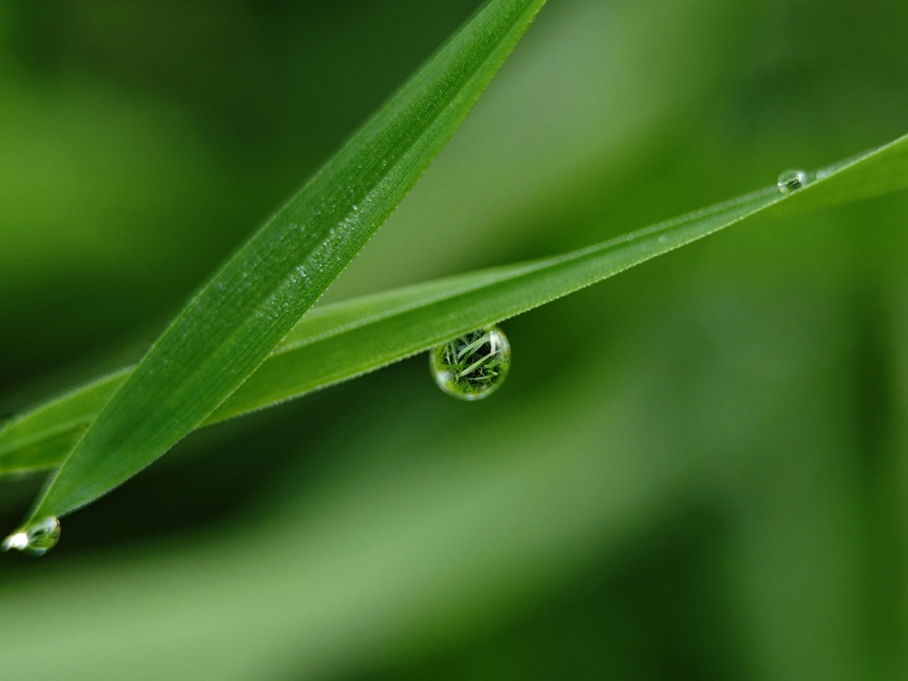 Фотографія Ранкова роса / Рабенко Дмитро / photographers.ua