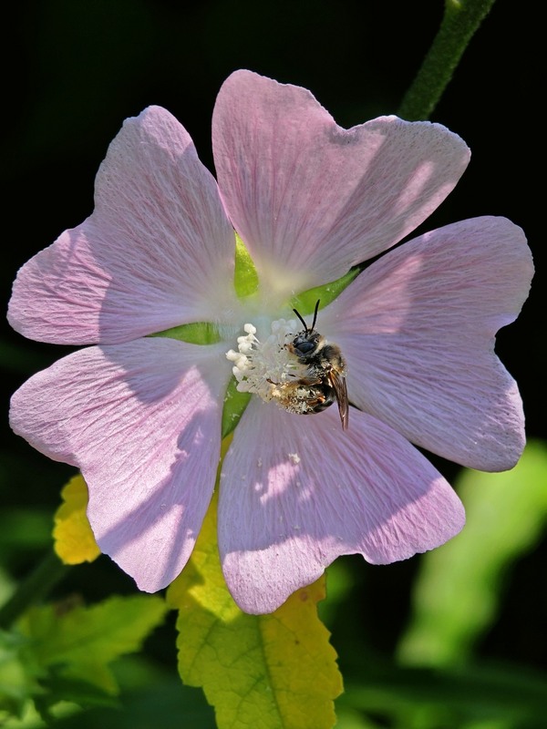Фотографія Макро / Рабенко Дмитро / photographers.ua