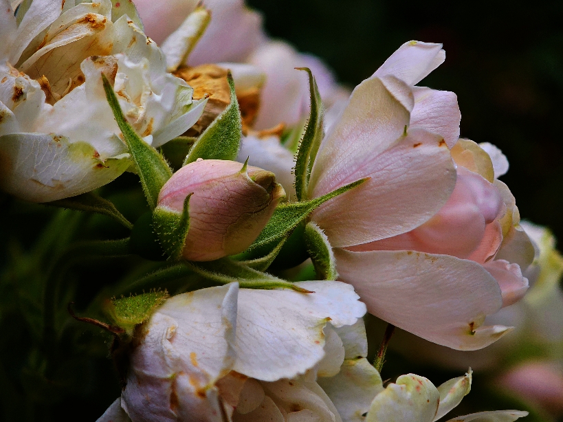 Фотографія Разное / Рабенко Дмитро / photographers.ua