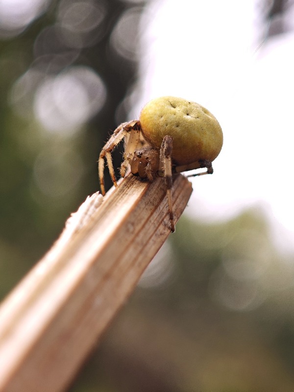 Фотографія Макро / Рабенко Дмитро / photographers.ua