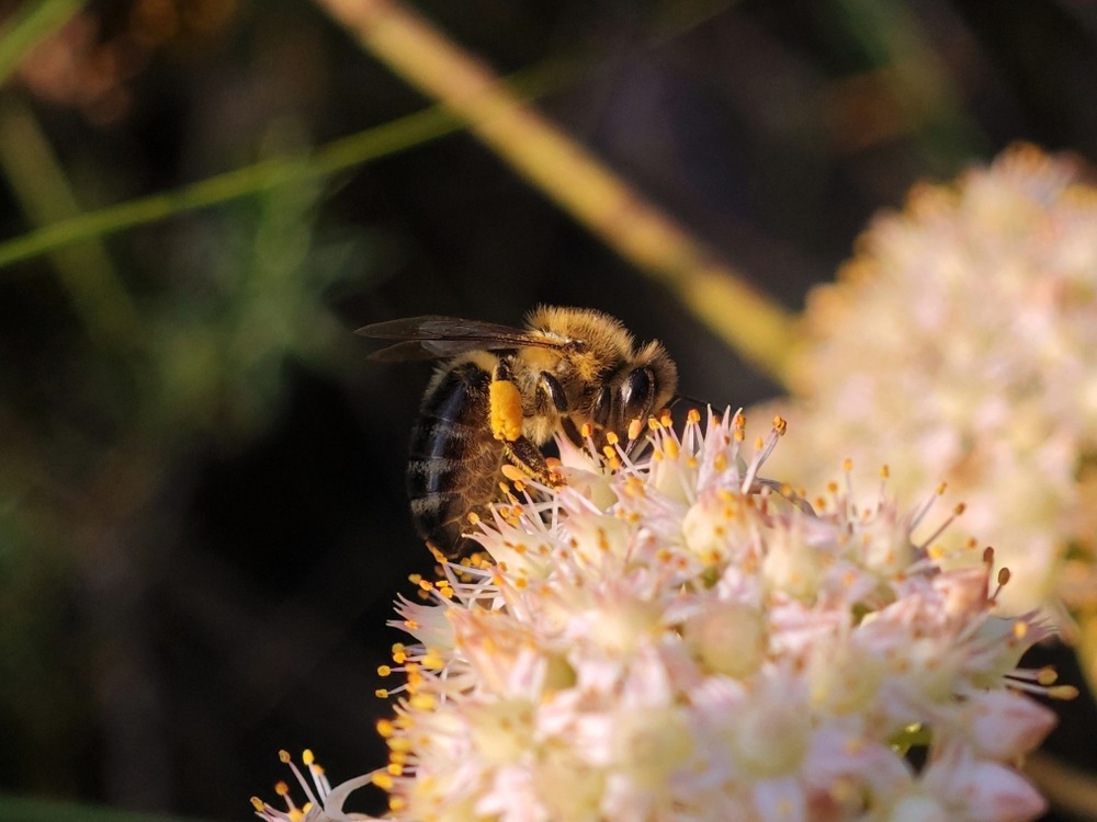 Фотографія Макро / Рабенко Дмитро / photographers.ua