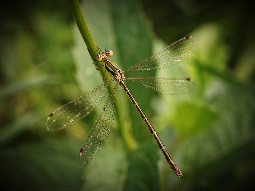 Фотографія Макро / Рабенко Дмитро / photographers.ua
