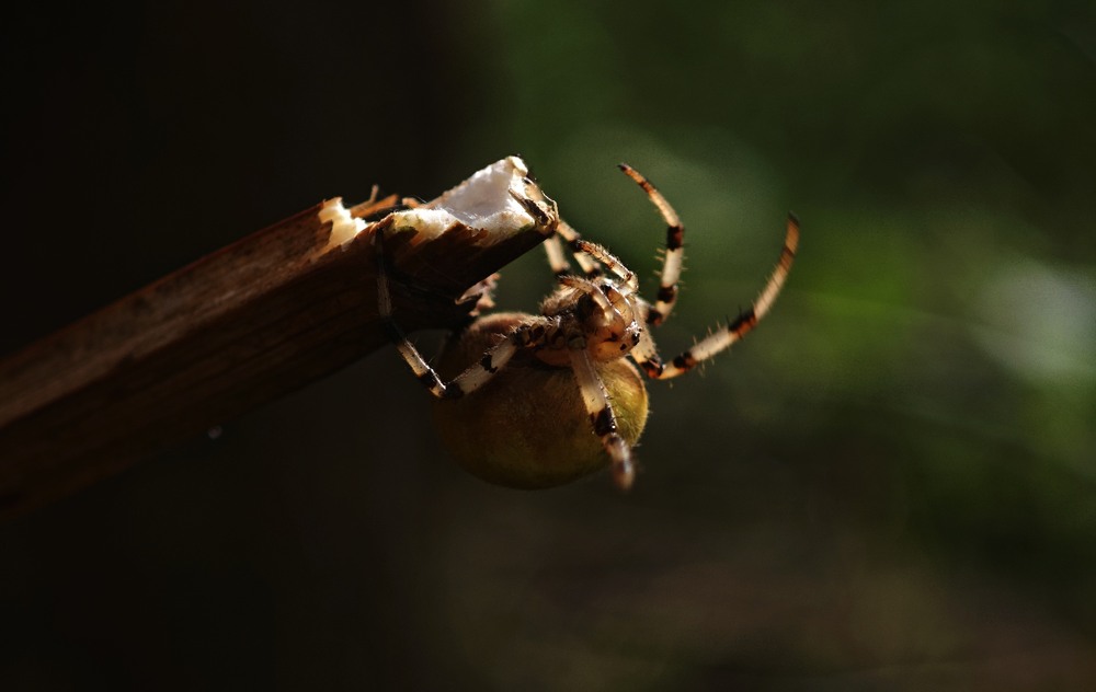 Фотографія Макро / Рабенко Дмитро / photographers.ua