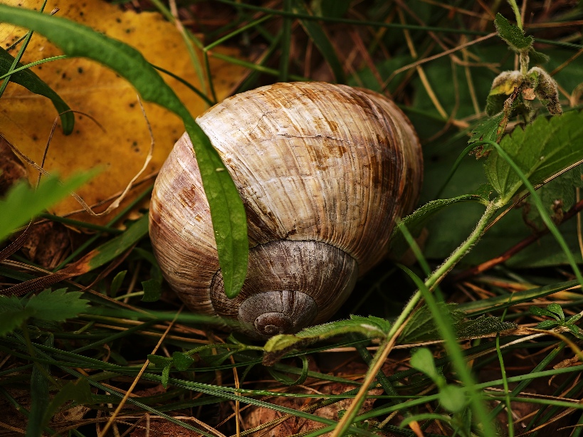 Фотографія Макро / Рабенко Дмитро / photographers.ua