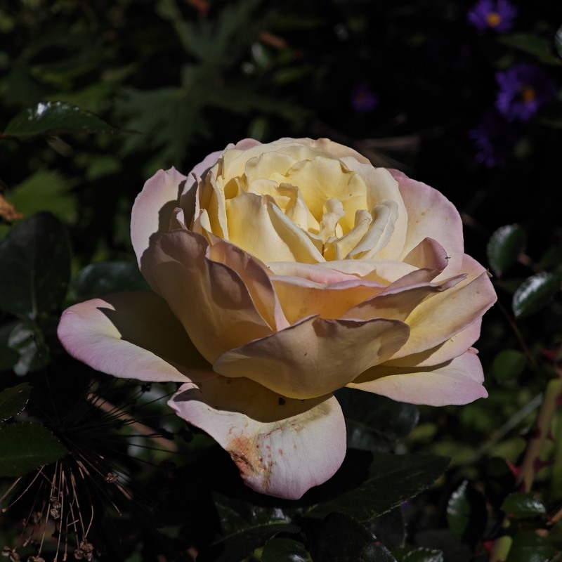 Фотографія Осіння троянда / Рабенко Дмитро / photographers.ua