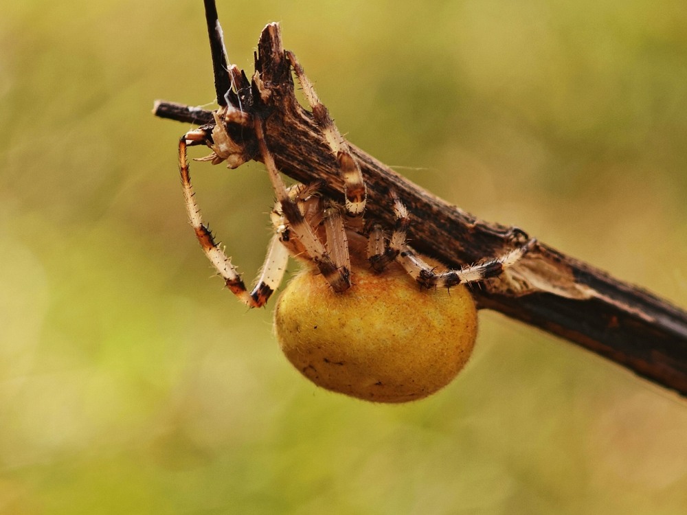 Фотографія Макро / Рабенко Дмитро / photographers.ua