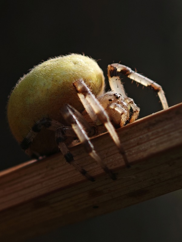 Фотографія Макро / Рабенко Дмитро / photographers.ua