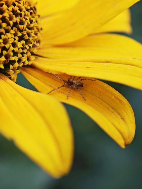 Фотографія Макро / Рабенко Дмитро / photographers.ua