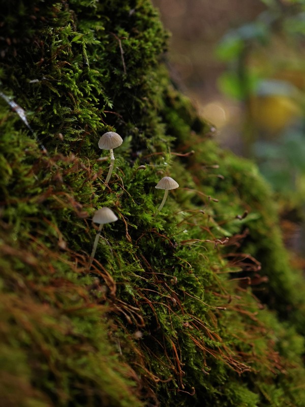Фотографія Макро / Рабенко Дмитро / photographers.ua