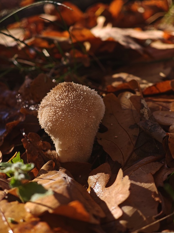 Фотографія Макро / Рабенко Дмитро / photographers.ua