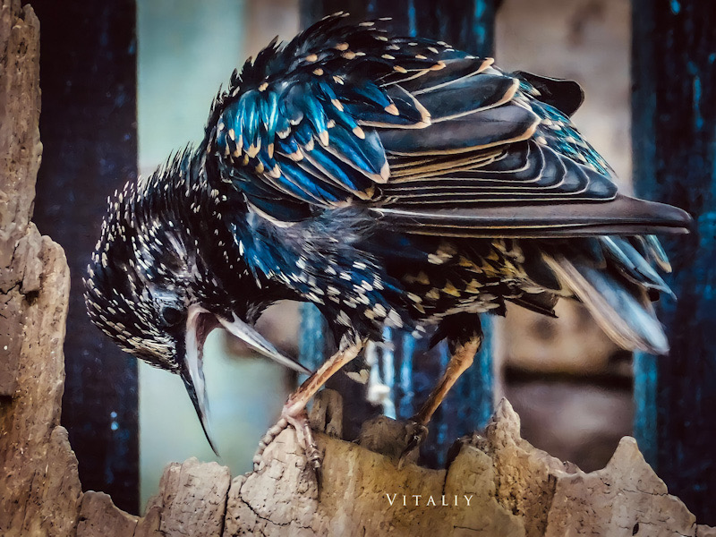Фотографія Beautiful bird Sturnus / Vitaliy Wildlife Photographer / photographers.ua
