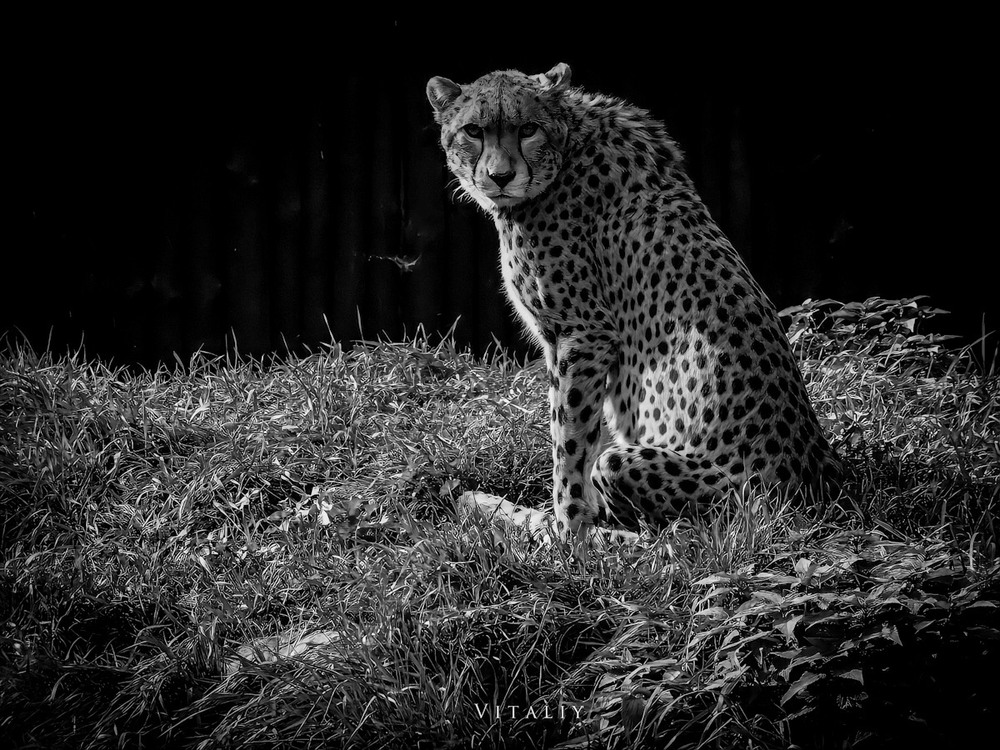 Фотографія Гепард у чорно білому фоні / Vitaliy Wildlife Photographer / photographers.ua