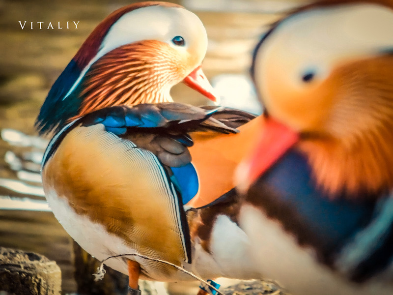 Фотографія Beautiful colours bird / Vitaliy Wildlife Photographer / photographers.ua