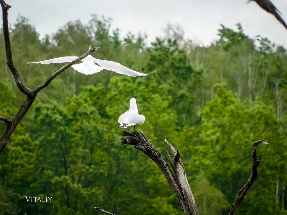 Фотографія Зелена природа з чайками … / Vitaliy Wildlife Photographer / photographers.ua