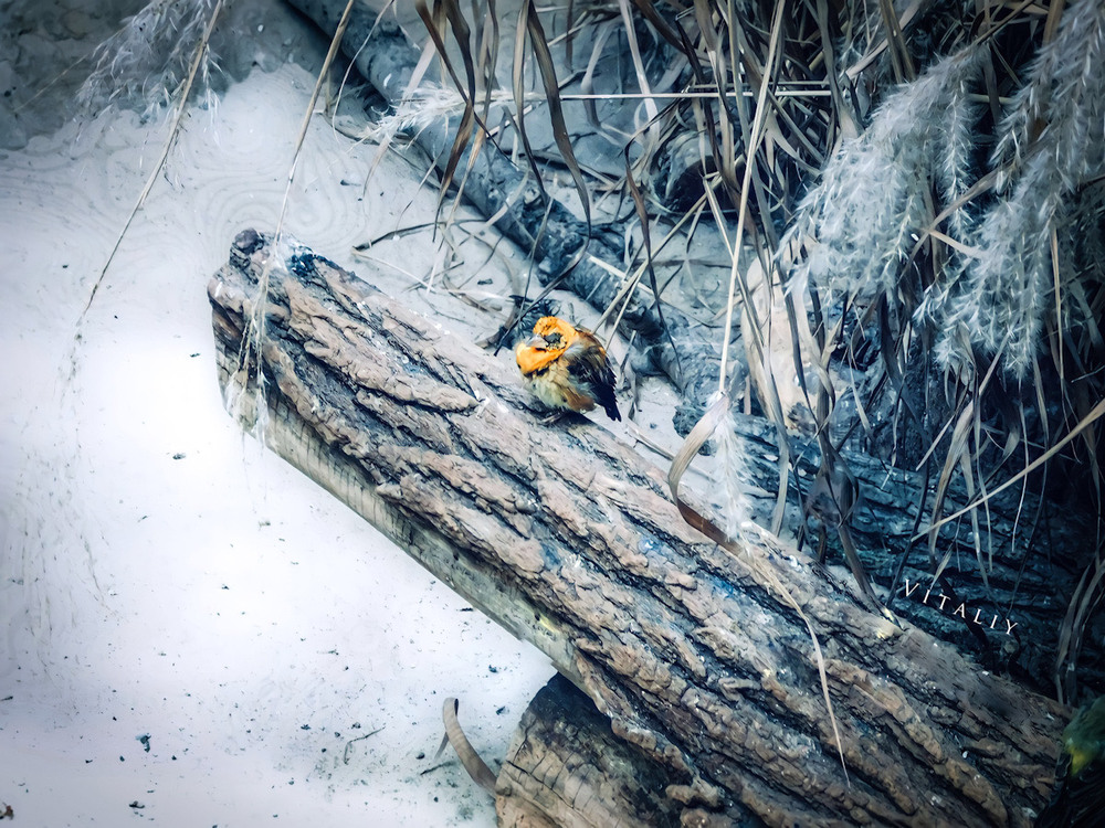 Фотографія Цікавий зимовий фото момент з пташкою… / Vitaliy Wildlife Photographer / photographers.ua
