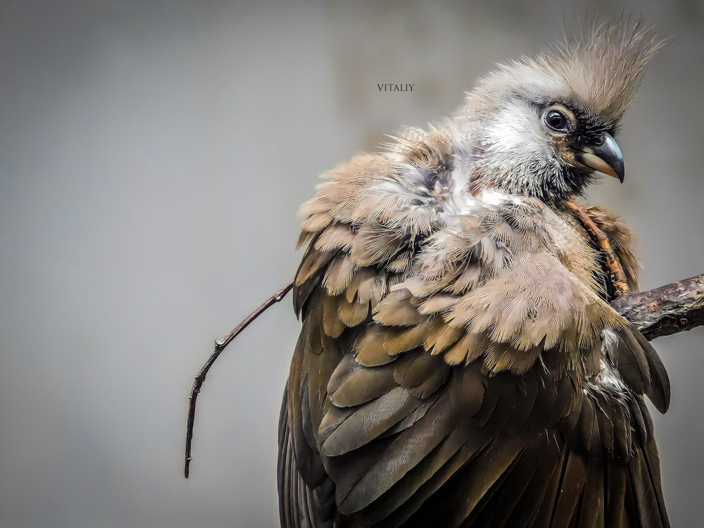 Фотографія Beautiful speckled mouse bird… / Vitaliy Wildlife Photographer / photographers.ua