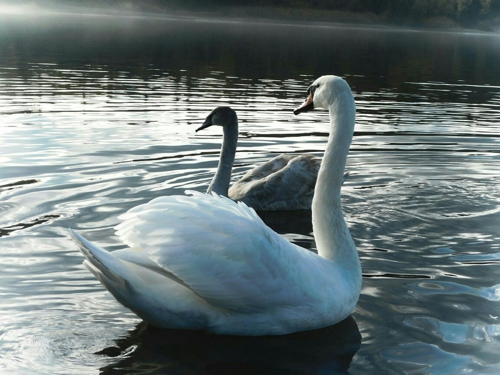Фотографія nature gives an interesting beauty and charm of white swans / Vitaliy Wildlife Photographer / photographers.ua