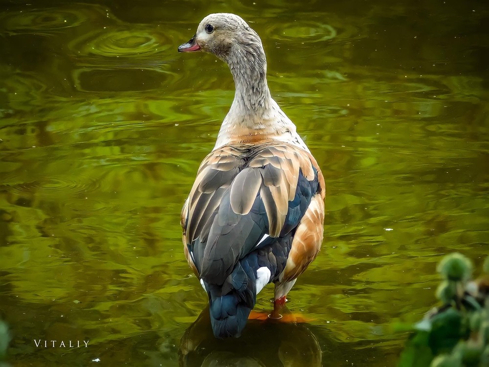 Фотографія Swimming duck / Vitaliy Wildlife Photographer / photographers.ua