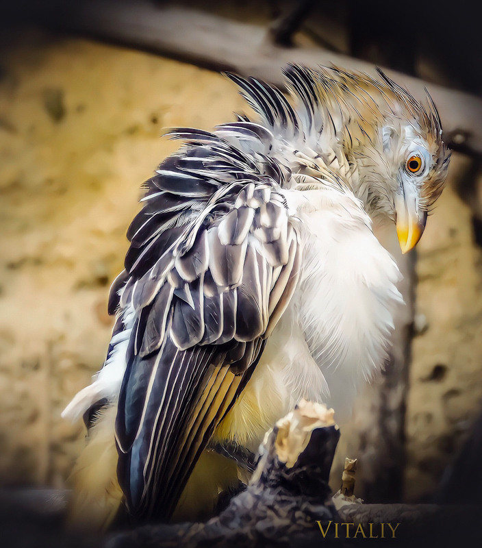Фотографія Beautiful Guira bird / Vitaliy Wildlife Photographer / photographers.ua