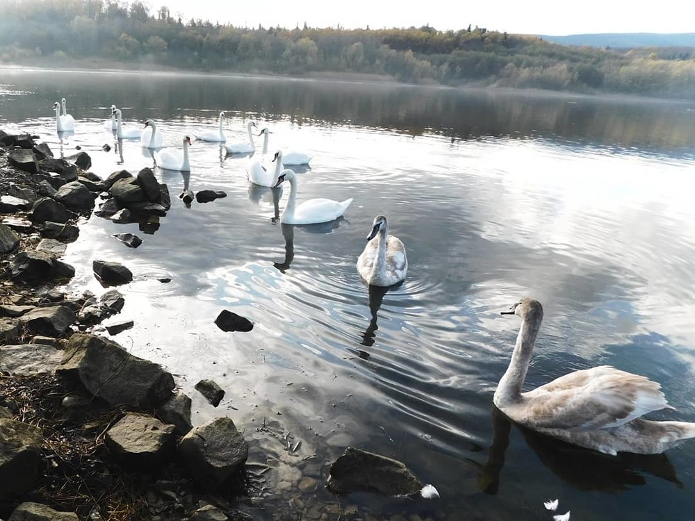 Фотографія купання тринадцятьох лебедів на озері / Vitaliy Wildlife Photographer / photographers.ua
