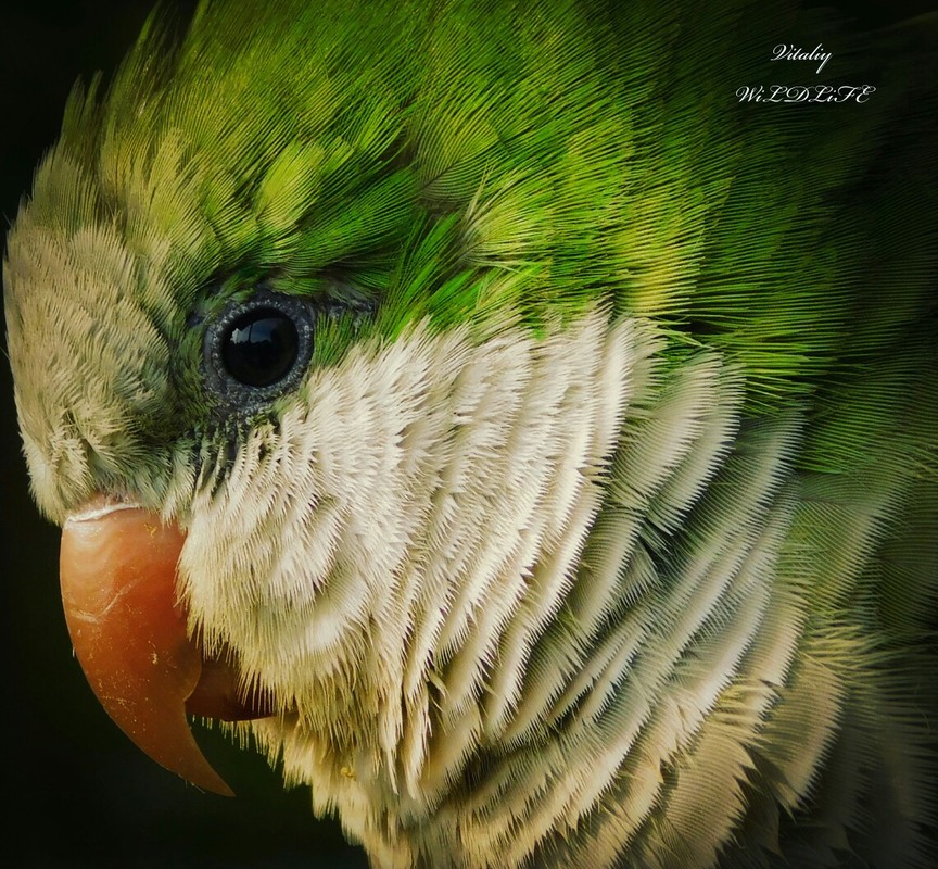 Фотографія beautiful green parrot / Vitaliy Wildlife Photographer / photographers.ua