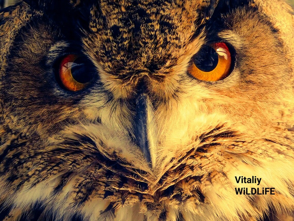Фотографія beautiful eurasian Eagle-owls / Vitaliy Wildlife Photographer / photographers.ua