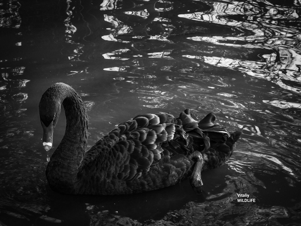 Фотографія Black Swan / Vitaliy Wildlife Photographer / photographers.ua
