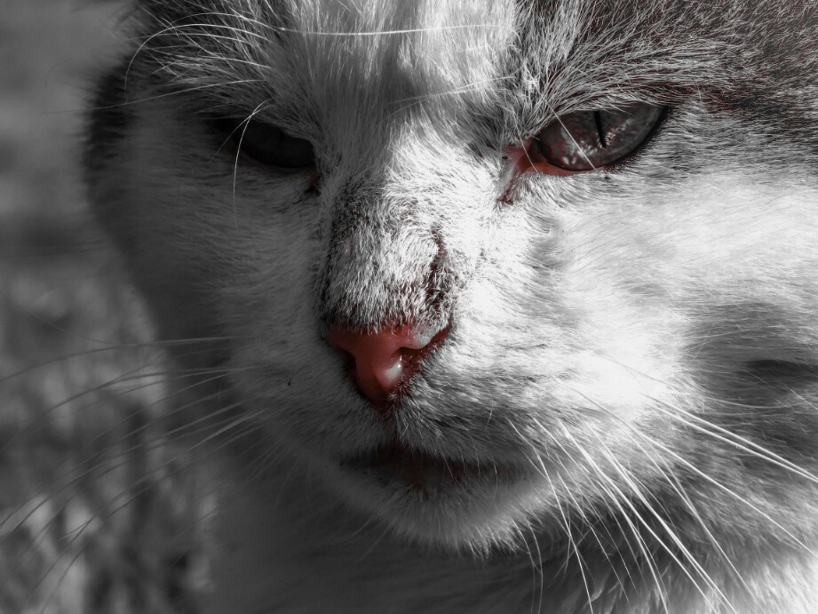 Фотографія emotional black and white cat / Vitaliy Wildlife Photographer / photographers.ua