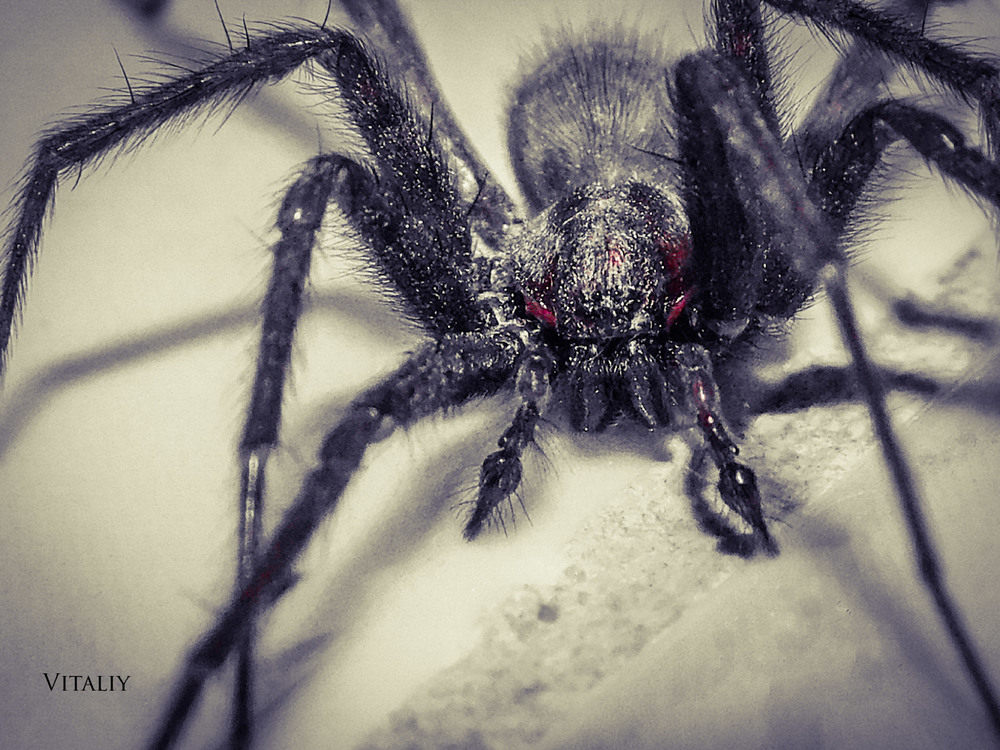 Фотографія Black spider in the bathroom... / Vitaliy Wildlife Photographer / photographers.ua